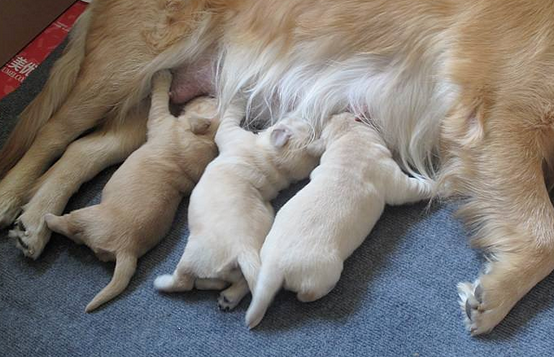 救命呀！我家狗子是大禽兽！它…它竟然睡了它亲妈…...