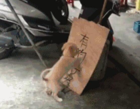 小奶狗知道主人在出售它们,然后就各种捣乱!