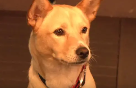 自家狗狗没有孩子,腹部却经常流出乳汁?