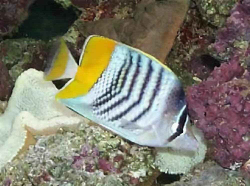 默氏蝴蝶鱼身份信息