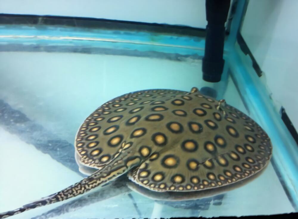 珍珠虹鱼身份信息