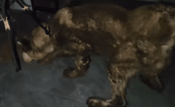 主人拿不出500块钱,身处宠物店的阿拉斯加犬活得还不如一条流浪狗