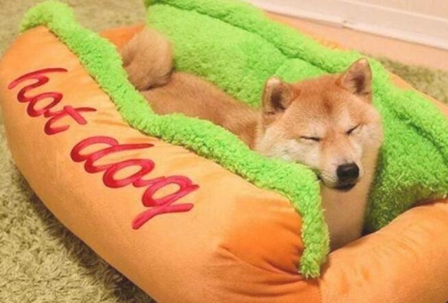 见到新买的狗窝,柴犬立即躺上去