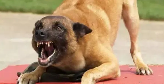 狼犬发狂咬了 1 岁女婴的脸,后连咬 7 人!连主人也没放过