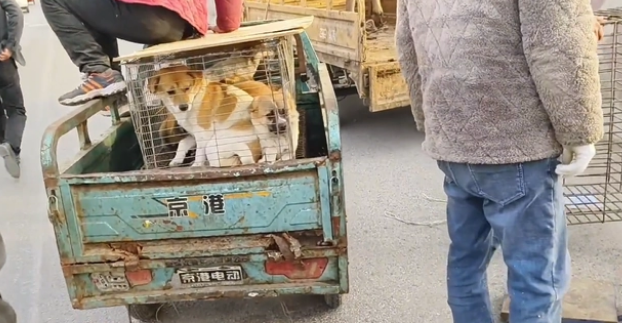 因伤了小孩,9只小土狗全上狗肉车