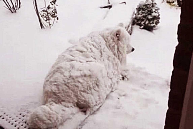 狗狗将名贵沙发咬碎，惨遭主人丢弃，当再次开门时，画面让人泪崩