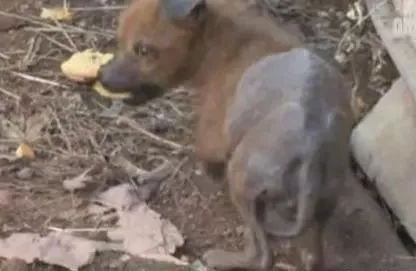 流浪狗被熊孩子烧掉皮毛，艰难生存，被救时它眼含泪光