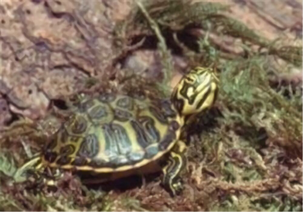 黄肚红耳龟身份信息