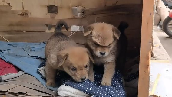 小狗起了个包，救它时，才发现头上有2个洞