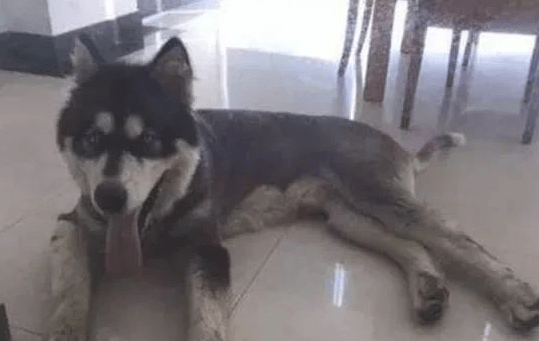 哈士奇乡村被中华田园犬“欺压”生下狗子颜值高!