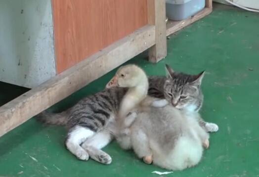 小猫夭折,猫妈妈收小鹅当孩子,甚至不惜跟大狗拼命
