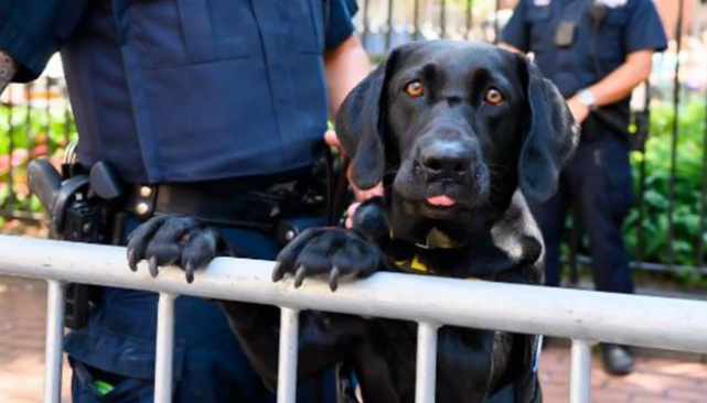 又一批小警犬遭淘汰,原因竟然是这三个!难怪网友都抢着领养!