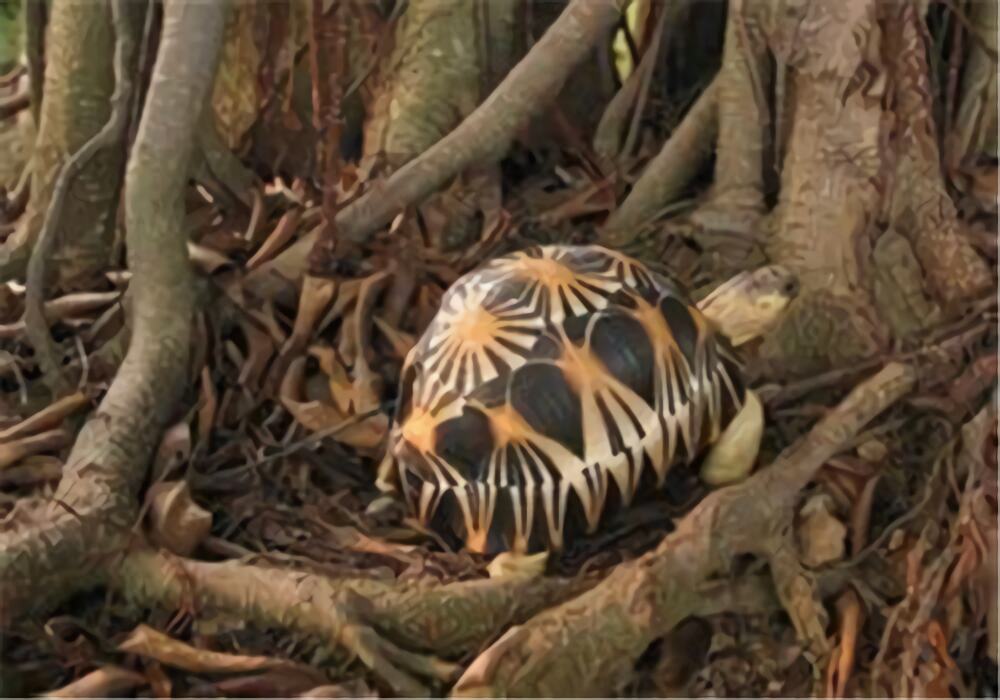 帐篷陆龟身份信息