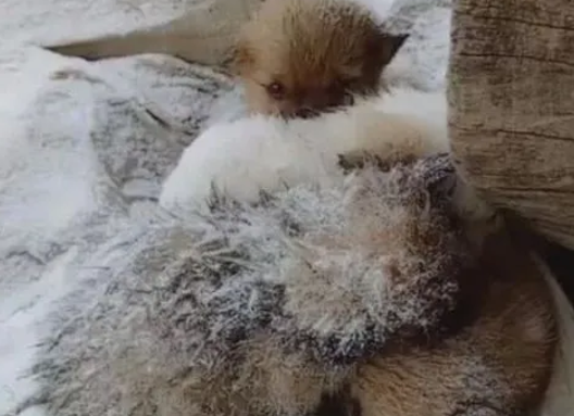 流浪狗蜷缩着睡觉,一觉醒来被雪盖住!冷的直打抖