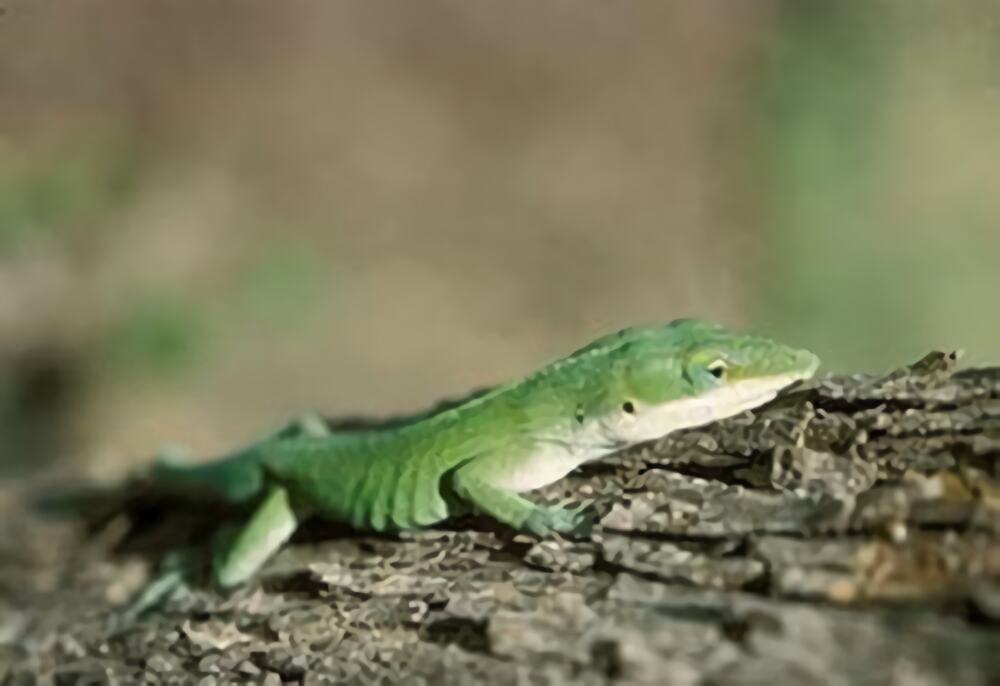 安乐蜥身份信息