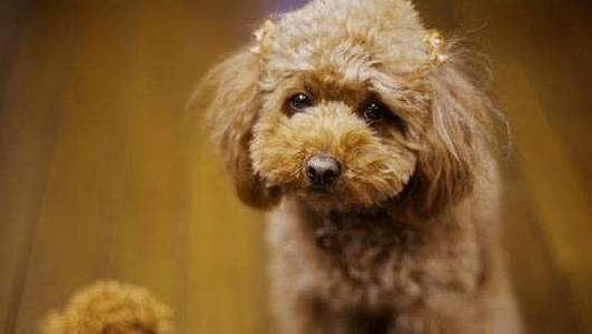 泰迪犬“最怕”的6类人,看到都发抖,希望你不在!