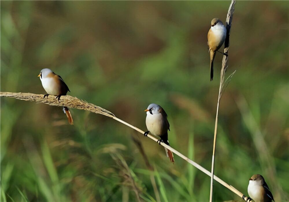 文须雀身份信息