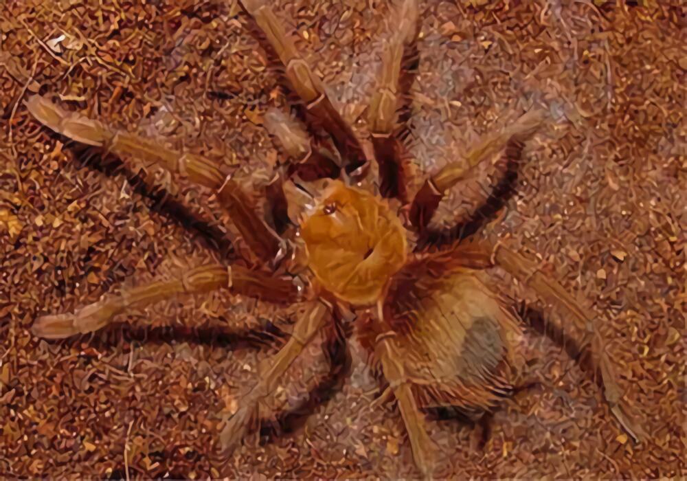 委内瑞拉粉红脚捕鸟蛛身份信息