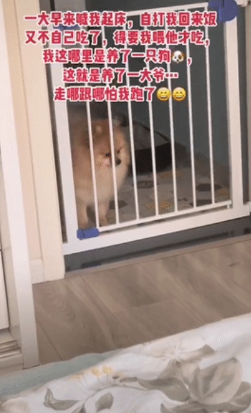 父母被封控,13岁孩子带猫狗独居66天,还把“狗和猫都养胖了”!