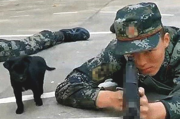 小奶狗趁酷帅士兵不留意,竟悄悄跑来亲脸蛋儿,还趴到其腿上打瞌睡