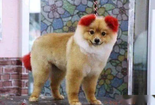 带狗狗去美容院染颜色,一个月后狗狗永远失去了它的耳朵