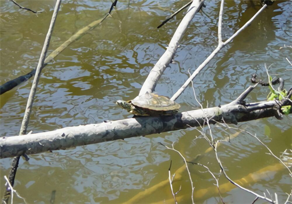 阿拉巴马地图龟身份信息