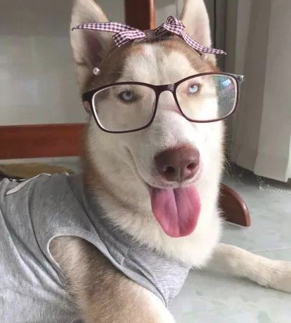 二哈儿时挺一切正常,长大以后却越来越不像狗子了,个人行为言行举止古怪