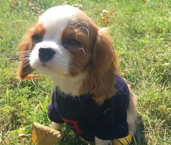 超迷你小猎犬拥有水汪汪大眼逆龄童颜让网友全融化