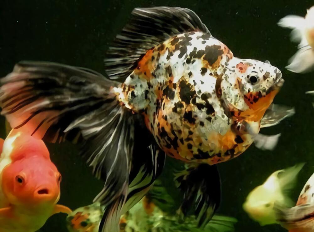 花兰寿身份信息