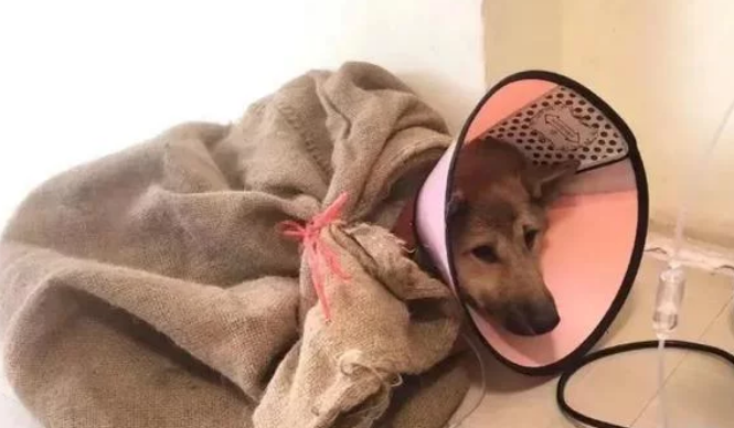 老大爷带爱犬看病,每天背着尼龙口袋去城里小土狗一样值得被爱