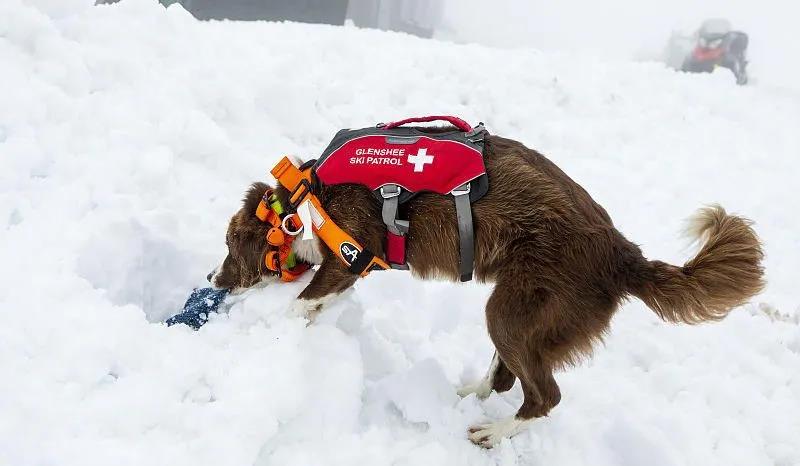 比仪器还灵敏的雪崩搜救犬&猫:两脚兽,我来救你啦!