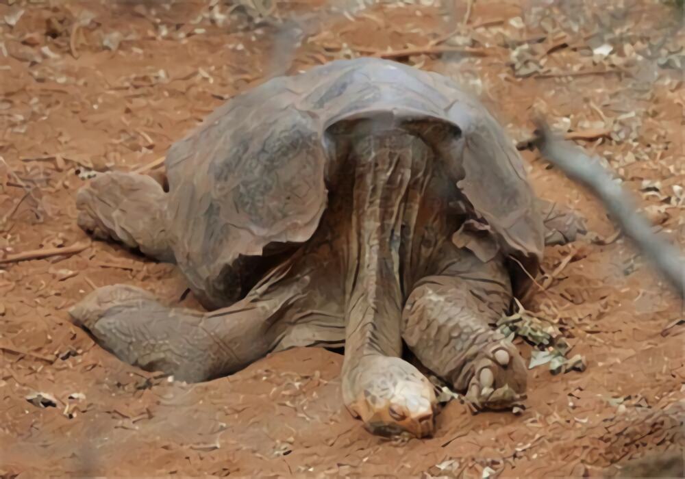 加拉帕戈斯象龟身份信息