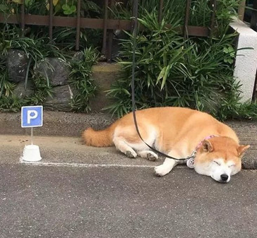 柴犬喜爱在大门口日晒，主人担忧它的安全性，专业帮它画了停车场