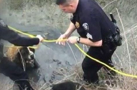 小腊肠救了比自己体型大10倍的圣伯纳犬