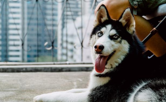 比二哈还能拆家?厨房被可卡犬洗劫,主人以为进了小偷,差点报警