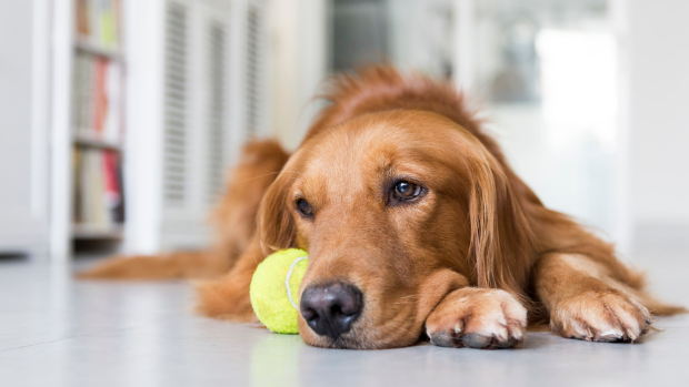 狗狗患病治不好了主人含泪为它安乐死,临死前狗狗的眼神让人难忘