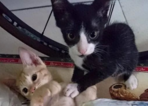 捡了只小奶猫让狗子带,没想到这货长大后居然比狗还大只!