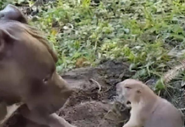一只草原犬鼠只想尽快挖洞,却被斗牛犬戏耍
