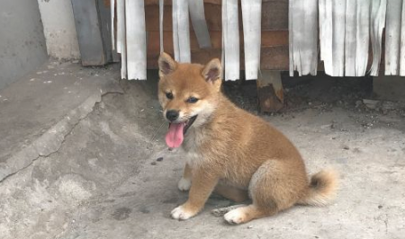 柴犬忽然听见有奇怪的声音,走以往看过一下,結果被吓退了