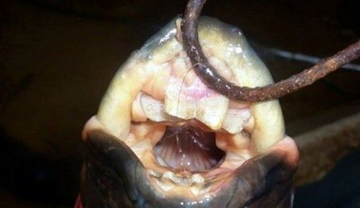 怪鳗鱼咬得狗惨叫 满口人牙吓坏渔夫