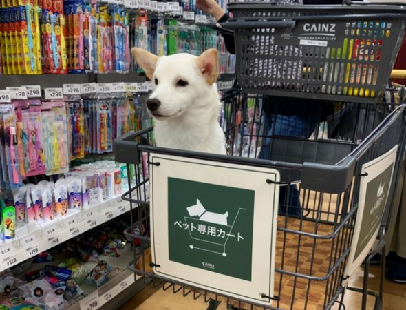 柴犬偏爱哥哥,连脚丫子都不放过!这样睡觉更香!