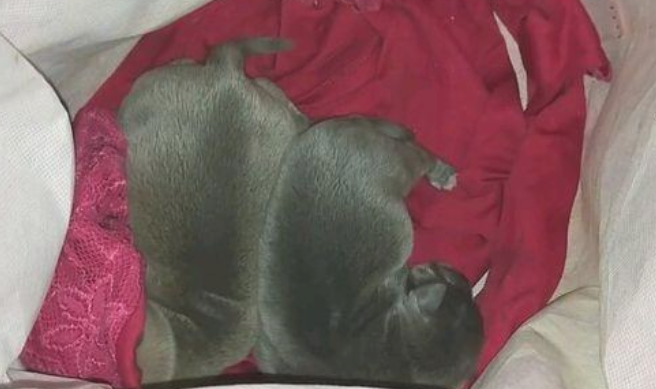 小奶狗失去了妈妈,还未断奶后就沦落街边,样子可怜看着心里难受