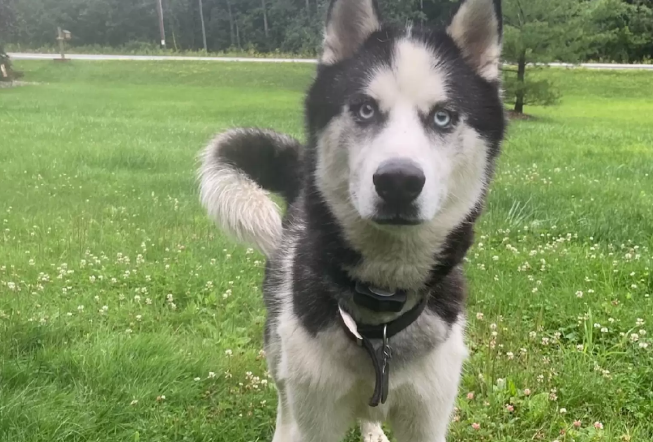 医生为缓解狗狗的焦虑情绪，给它做个假人陪在身边