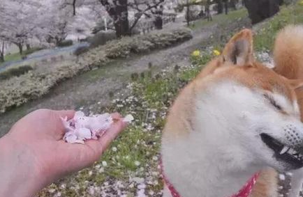 网友让柴犬闻花瓣香不香,柴犬立即回绝,不闻就不闻