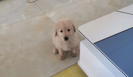 狗子都没有笑容，主人白对它那麼好啦，狗：我并不要想