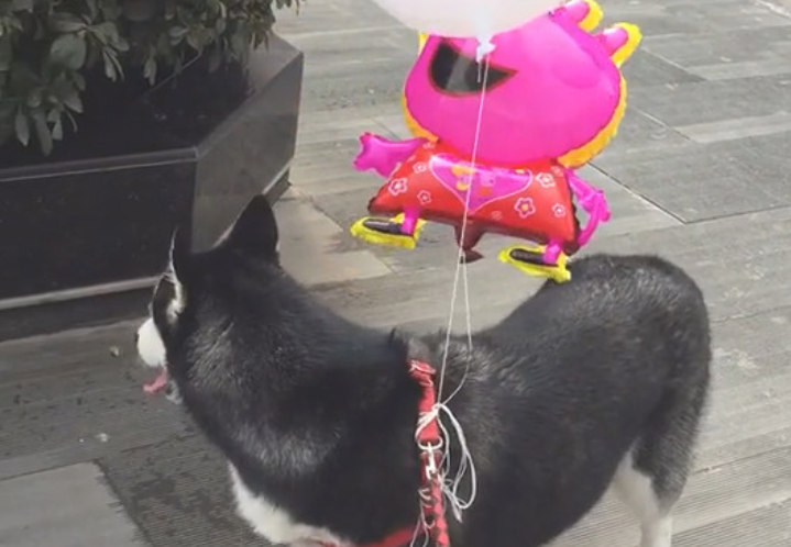 铲屎官使坏恶搞宠物狗狗，在金毛的身上绑气球，二哈羞涩逗笑网民