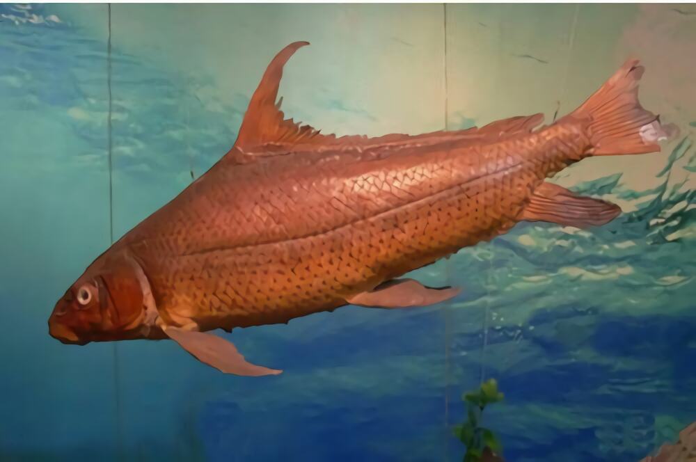 胭脂鱼身份信息