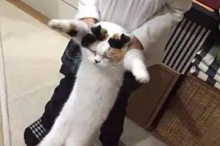 时代变了,现在猫咪的天敌不是狗,而是…