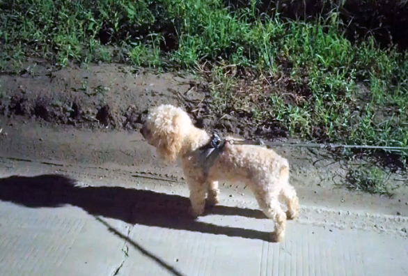 养了2年的狗狗意外走失,一年后自己找回家,它从没忘记回家的路