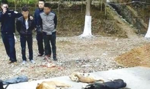 用毒将狗致死后出售 警方抓获生产销售毒狗团伙